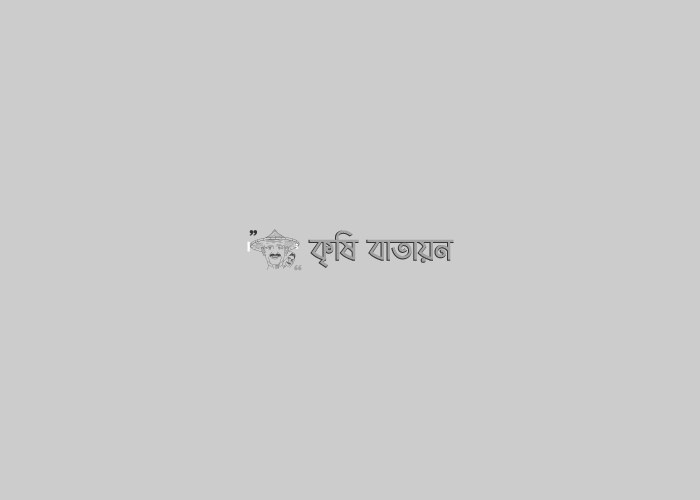 আগাম বাঁধাকপি চাষে সফলতা