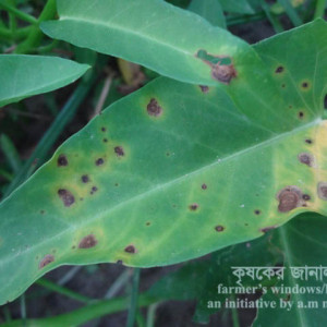 কলমিশাকের পাতার দাগ রোগ