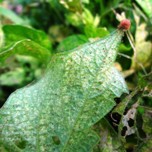 মাসকলাইয়ের ক্ষুদ্র লাল মাকড়