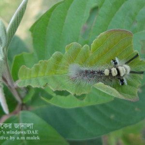পেয়ারার শুয়া পোকা
