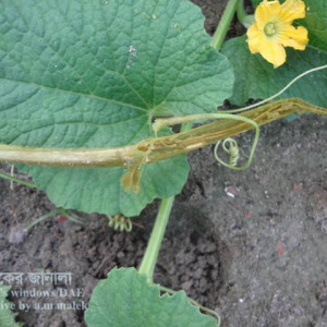 বাঙ্গির গাছের মাছি পোকা