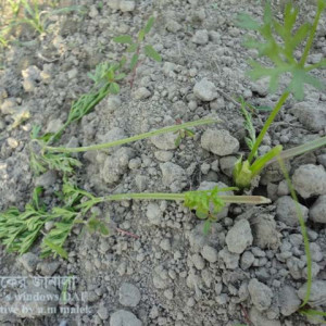 গাজরের কাটুই পোকা