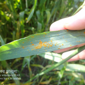 গমের পাতার মরিচা রোগ