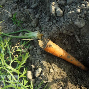 গাজরের উড়চুঙ্গা পোকা