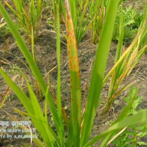 ধানের বাদামী দাগ রোগ